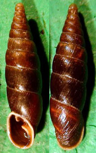 Tabella della Famiglia Clausilidae